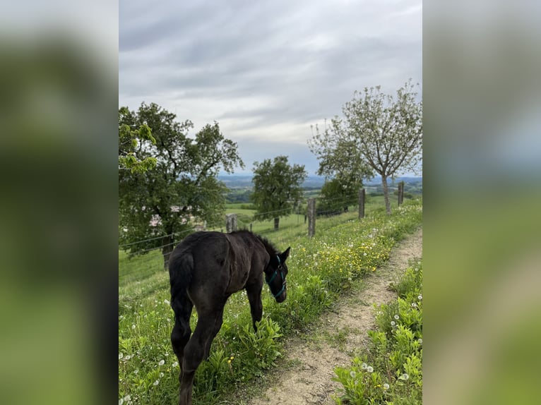 Noriker Étalon 1 Année 145 cm Bai brun foncé in Gramastetten