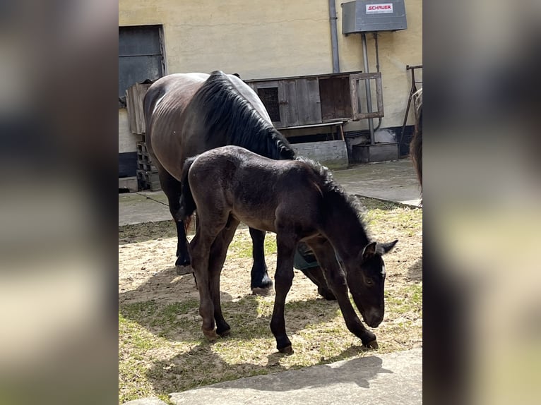 Noriker Étalon 1 Année 145 cm Bai brun foncé in Gramastetten