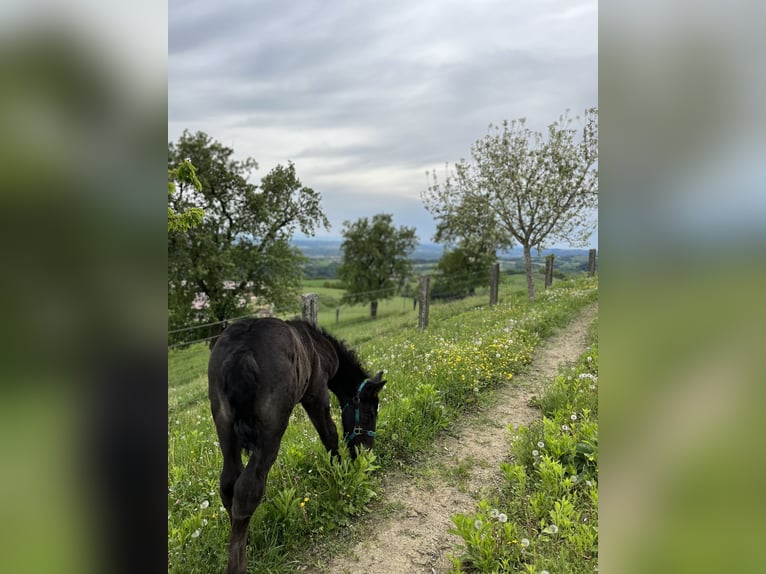 Noriker Étalon 1 Année 145 cm Bai brun foncé in Gramastetten