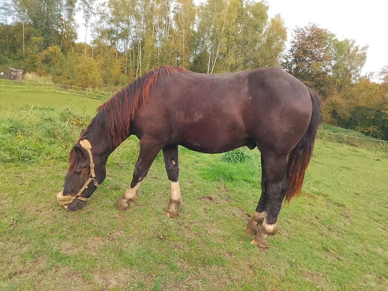 Noriker Étalon 1 Année 150 cm Bai in Dortmund