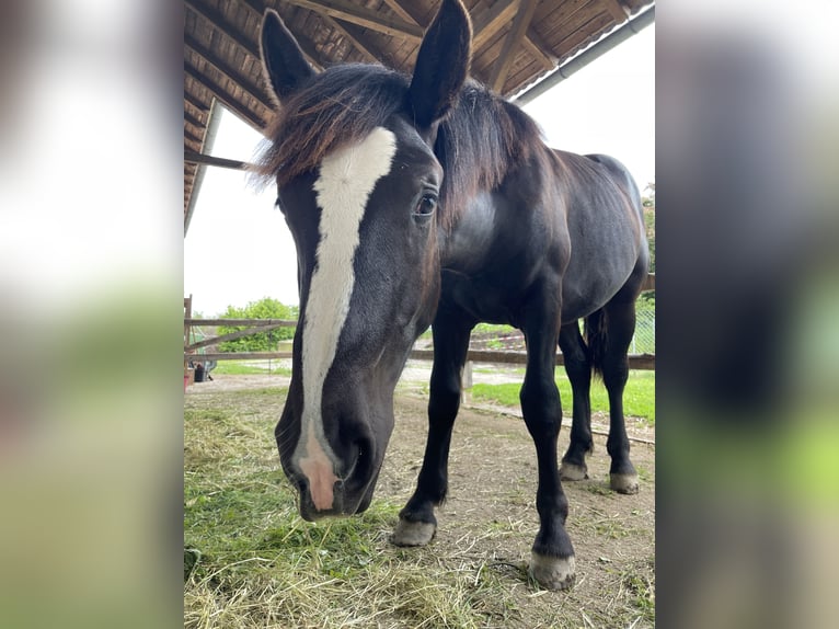 Noriker Étalon 1 Année 150 cm Noir in Taiskirchen im Innkreis