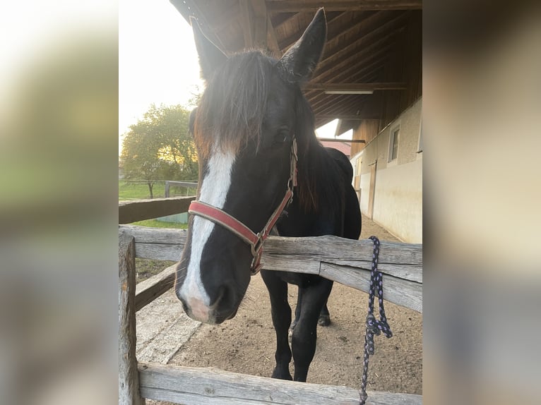 Noriker Étalon 1 Année 150 cm Noir in Taiskirchen im Innkreis