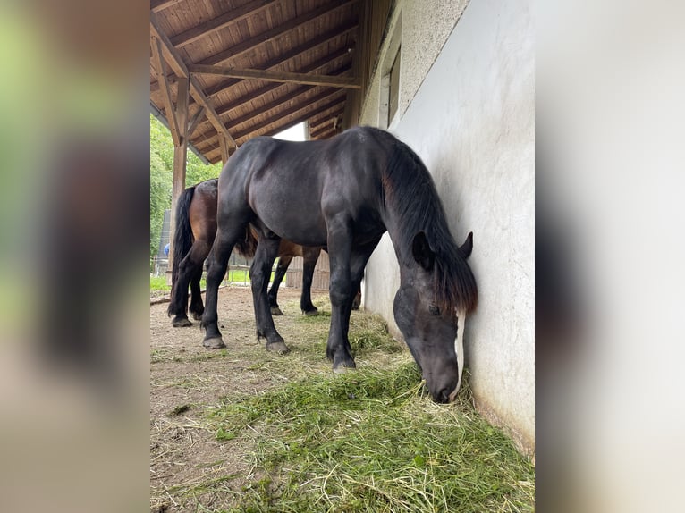 Noriker Étalon 1 Année 150 cm Noir in Taiskirchen im Innkreis