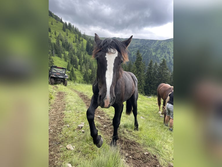 Noriker Étalon 1 Année 150 cm Noir in Taiskirchen im Innkreis