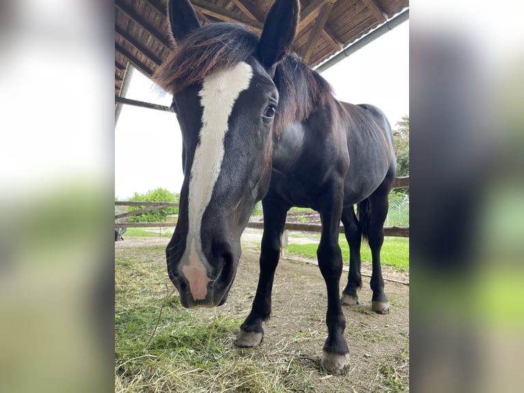 Noriker Étalon 1 Année 150 cm Noir in Taiskirchen im Innkreis