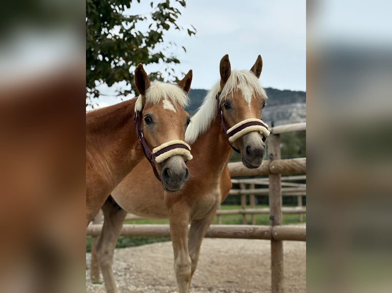 Noriker Étalon 1 Année 150 cm Pinto in Gummern