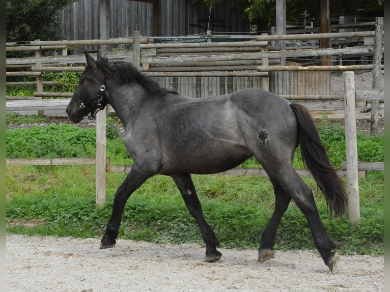 Noriker Étalon 1 Année 150 cm Rouan bleu in Nenzing