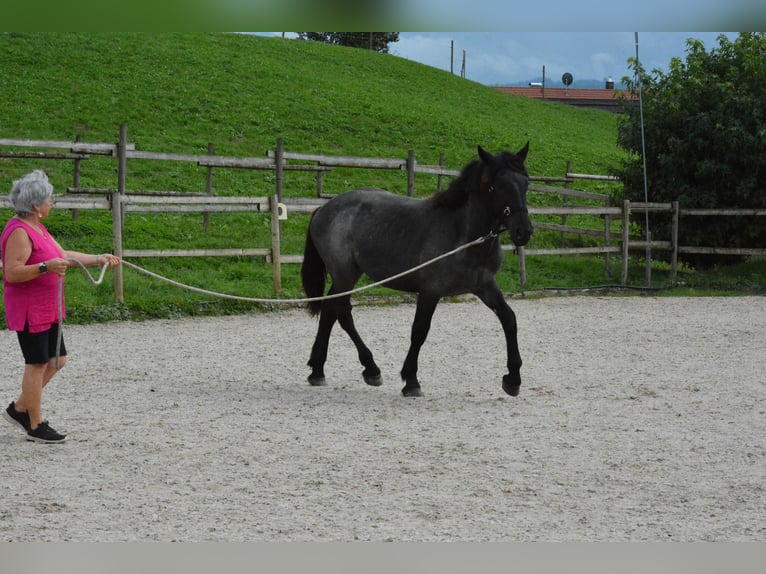 Noriker Étalon 1 Année 150 cm Rouan bleu in Nenzing