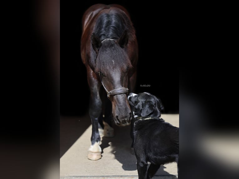 Noriker Étalon 1 Année 155 cm Noir in St.Johann im Pongau