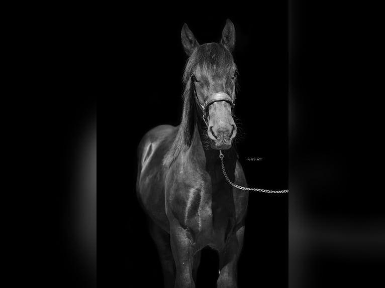 Noriker Étalon 1 Année 155 cm Noir in St.Johann im Pongau