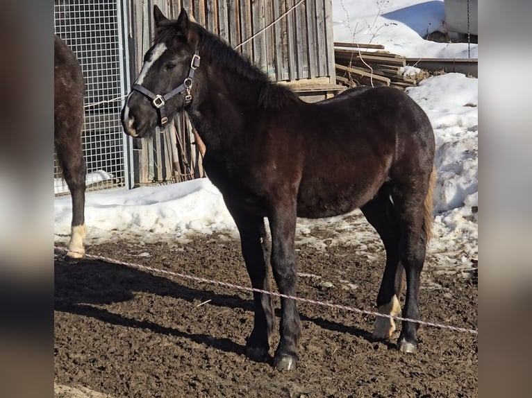 Noriker Étalon 1 Année 162 cm Noir in Schwarzenberg