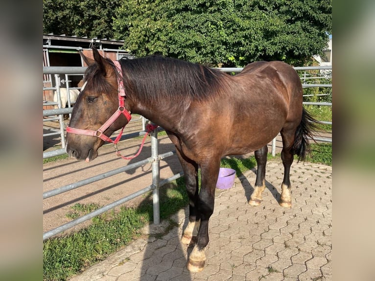 Noriker Étalon 1 Année 163 cm Noir in Meckenheim