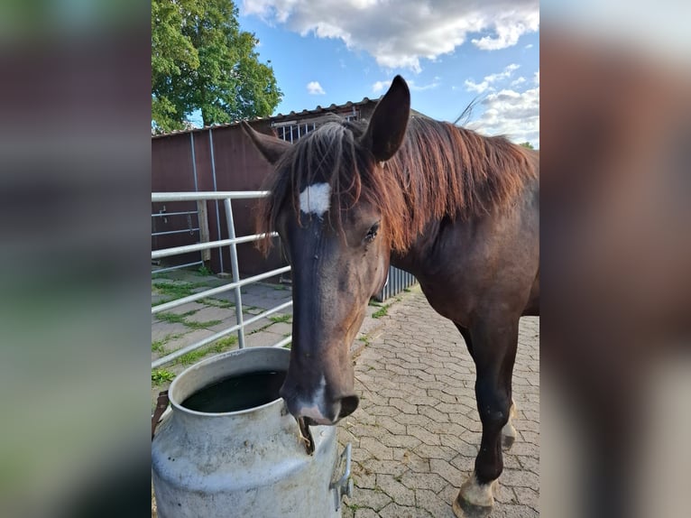 Noriker Étalon 1 Année 163 cm Noir in Meckenheim