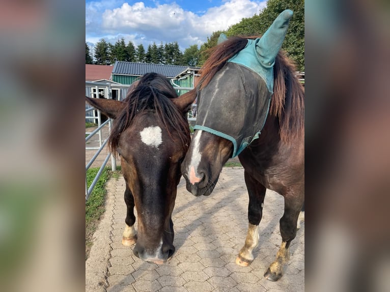 Noriker Étalon 1 Année 163 cm Noir in Meckenheim