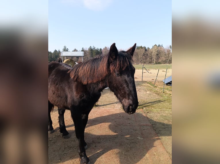 Noriker Étalon 1 Année 164 cm Noir in Michelstadt
