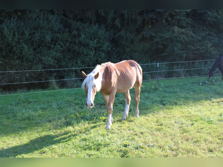 Noriker Étalon 1 Année 165 cm Alezan in Günzburg