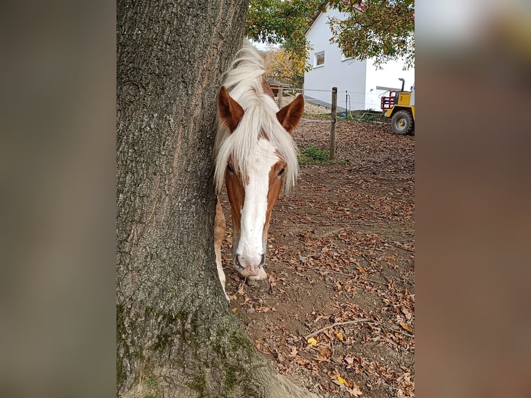 Noriker Étalon 1 Année 165 cm Alezan in Günzburg