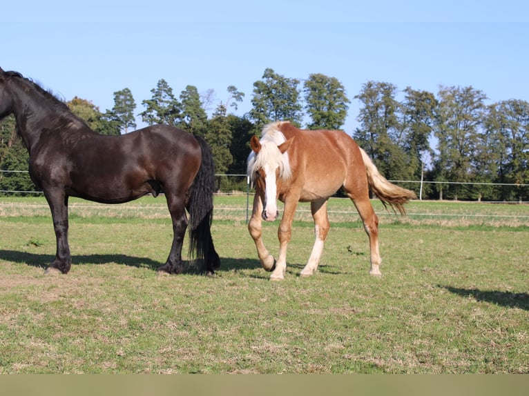 Noriker Étalon 1 Année 165 cm Alezan in Günzburg