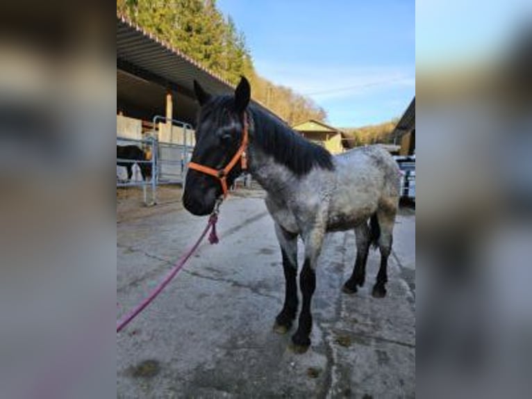 Noriker Étalon 1 Année 175 cm in Küßnach