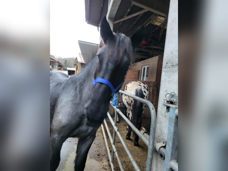 Noriker Étalon 1 Année 175 cm in Küßnach