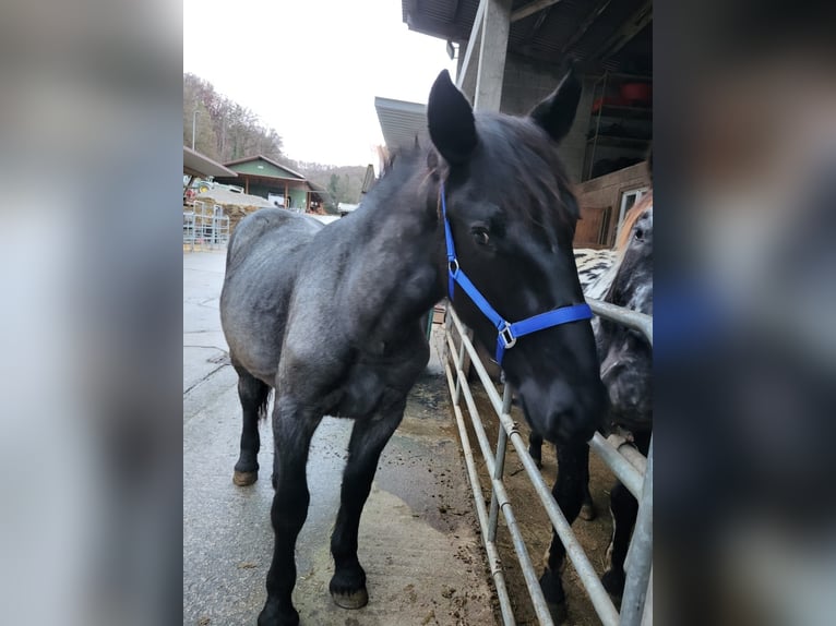 Noriker Étalon 1 Année 175 cm in Küßnach