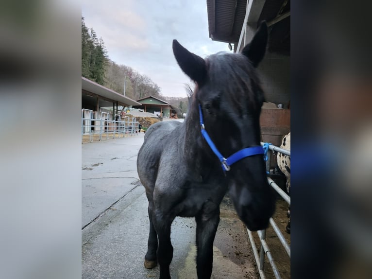 Noriker Étalon 1 Année 175 cm in Küßnach