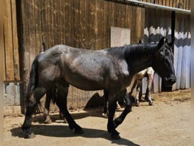 Noriker Étalon 1 Année 175 cm in Küßnach