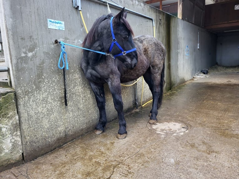 Noriker Étalon 1 Année 175 cm in Küßnach