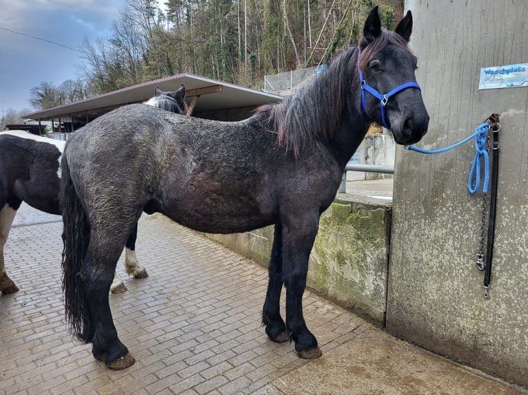 Noriker Étalon 1 Année 175 cm in Küßnach