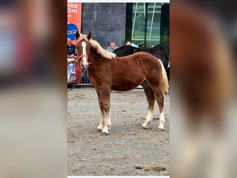 Noriker Étalon 1 Année Alezan in Feldkirch