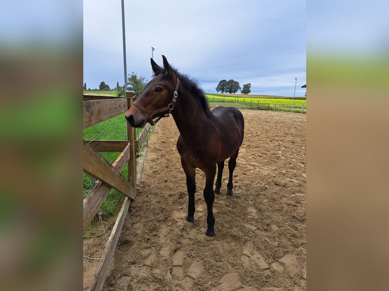 Noriker Étalon 1 Année Bai brun foncé in Pettenbach