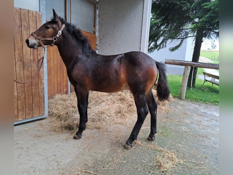 Noriker Étalon 1 Année Bai brun foncé in Pettenbach