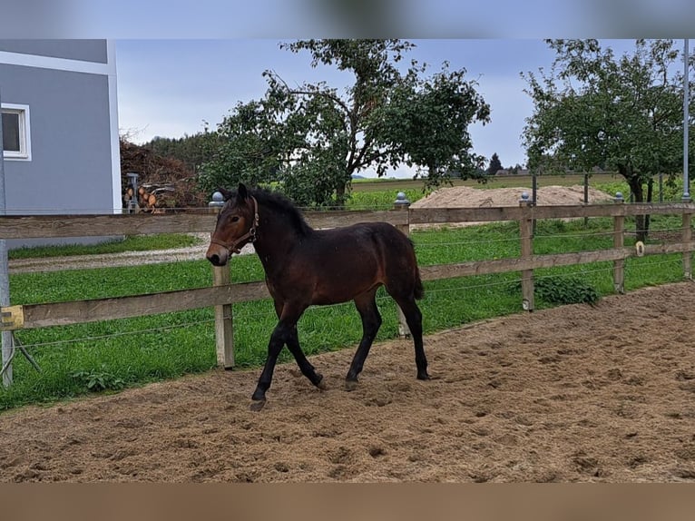 Noriker Étalon 1 Année Bai brun foncé in Pettenbach