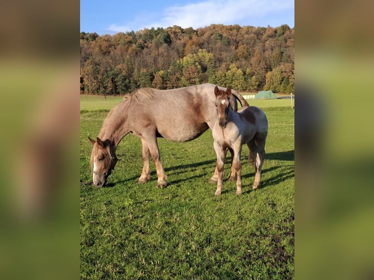 Noriker Étalon 1 Année in Ptuj