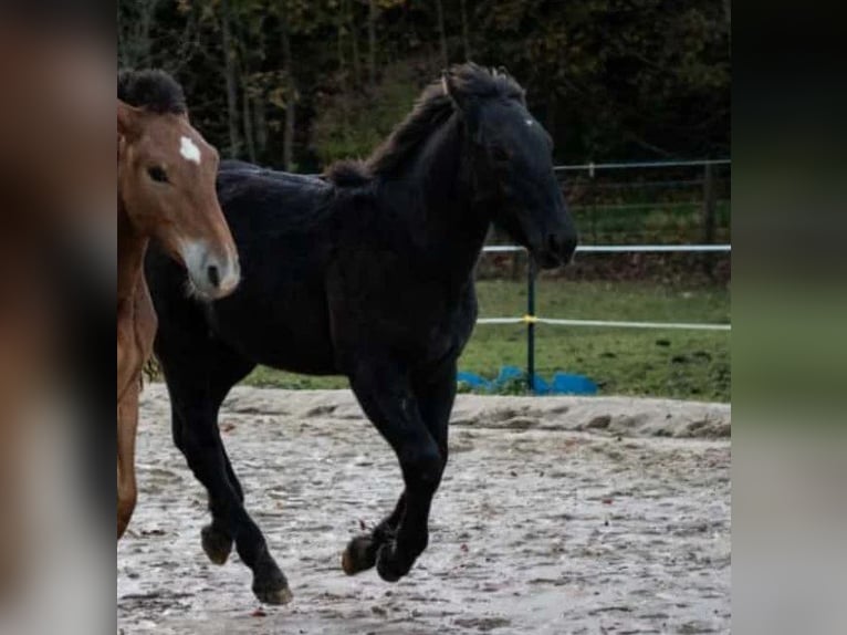 Noriker Étalon 1 Année Noir in Marktschellenberg