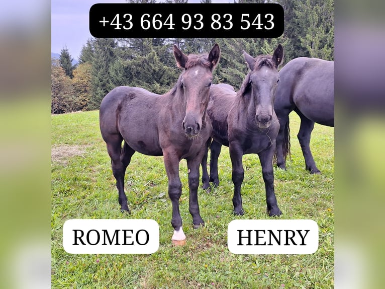 Noriker Étalon 1 Année Noir in St. Johann im Pongau