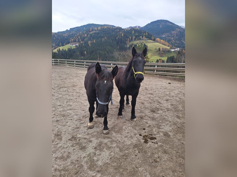 Noriker Étalon 1 Année Noir in St. Johann im Pongau