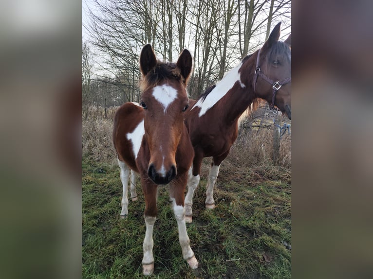 Noriker Croisé Étalon 1 Année Pinto in Neustrelitz