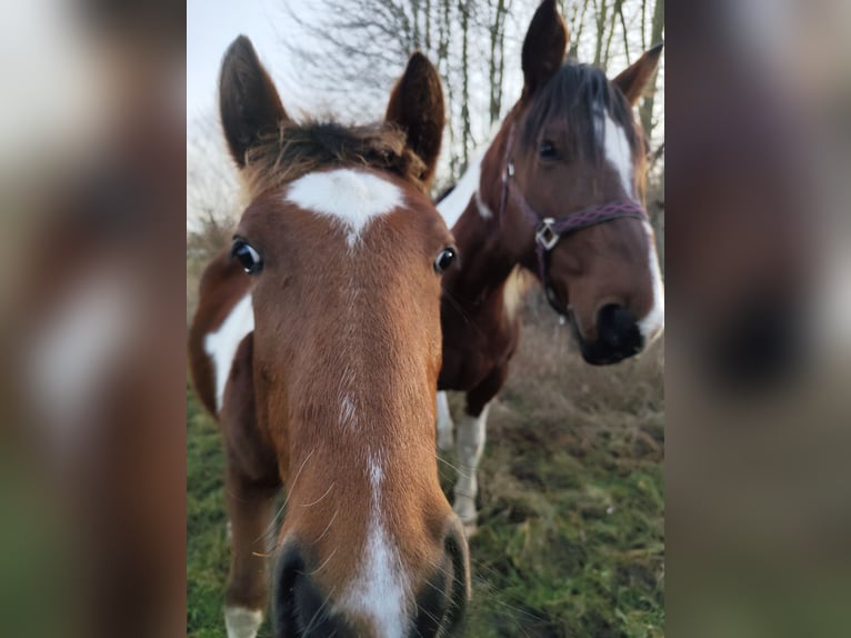 Noriker Croisé Étalon 1 Année Pinto in Neustrelitz