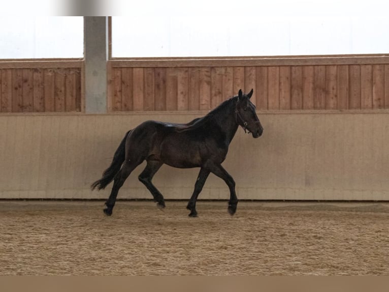 Noriker Étalon 2 Ans 158 cm Bai brun in Kraiburg am Inn