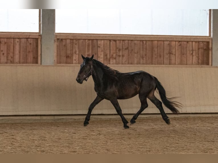 Noriker Étalon 2 Ans 158 cm Bai brun in Kraiburg am Inn