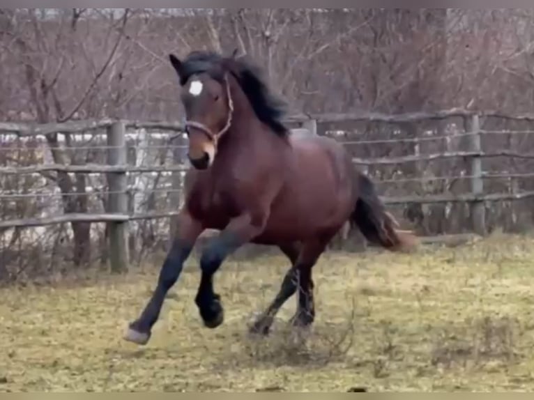 Noriker Étalon 2 Ans 160 cm Bai in Wien, Favoriten