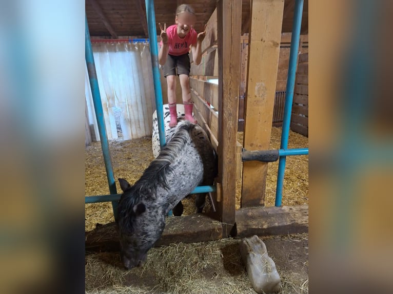 Noriker Étalon 2 Ans 160 cm Léopard in Alm