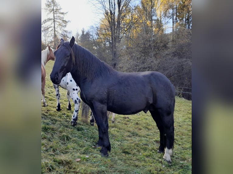 Noriker Étalon 2 Ans 160 cm Noir in St.Peter am Kammersberg Noriker Étalon 2 Ans 160 cm Noir in St.Peter am Kammersberg