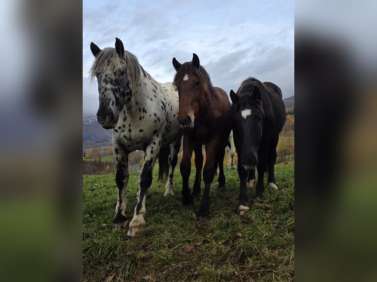 Noriker Étalon 2 Ans 164 cm Léopard in Krakaudorf