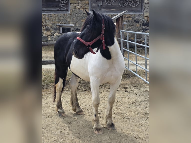Noriker Étalon 2 Ans 164 cm Pinto in Krakau