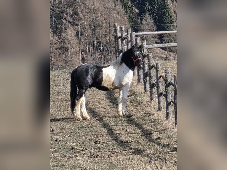 Noriker Étalon 2 Ans 164 cm Pinto in Krakau
