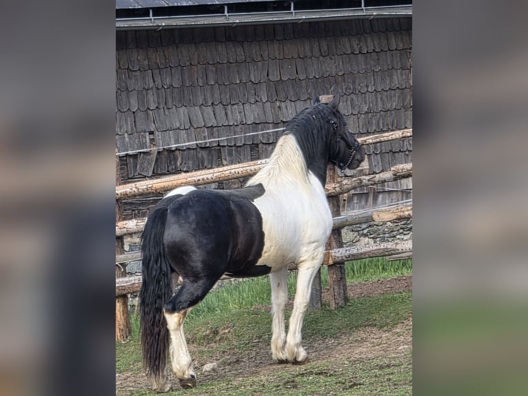 Noriker Étalon 2 Ans 164 cm Pinto in Krakau