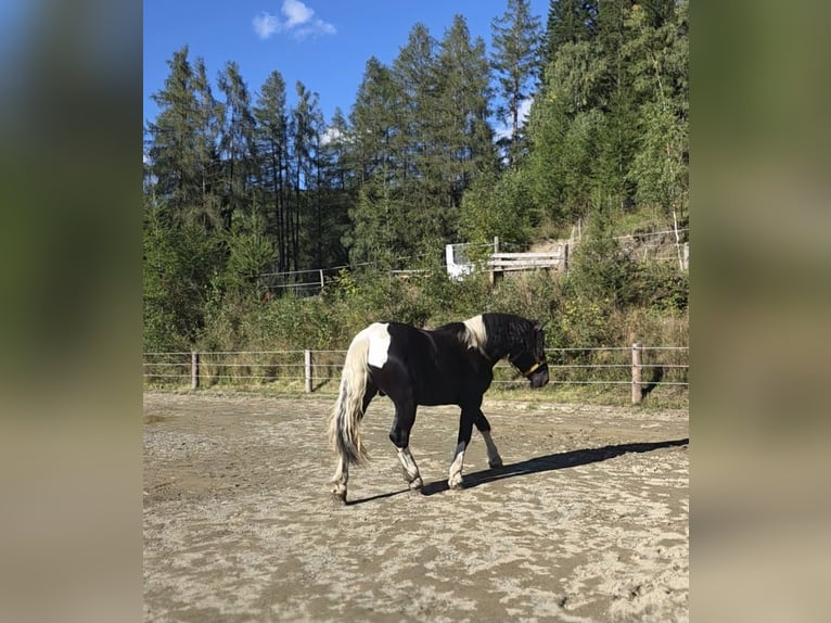 Noriker Étalon 2 Ans 166 cm Pinto in Krakau