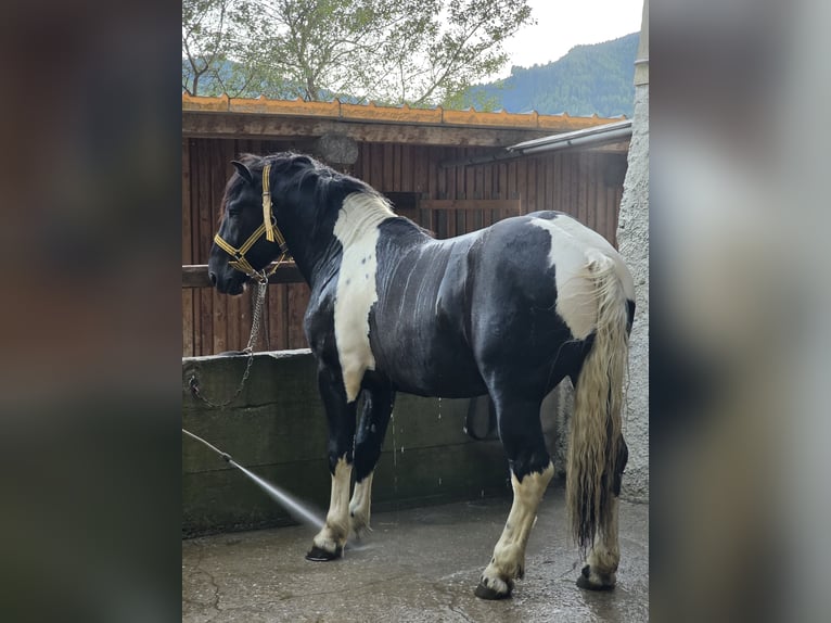 Noriker Étalon 2 Ans 166 cm Pinto in Krakau